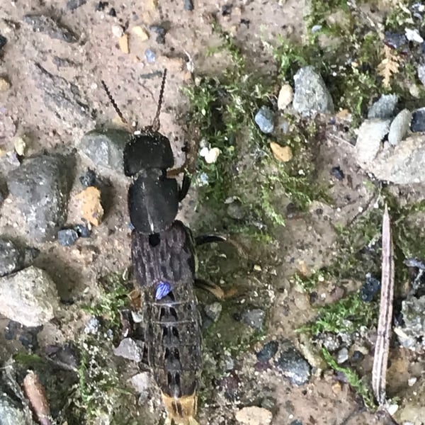 Platydracus maculosus