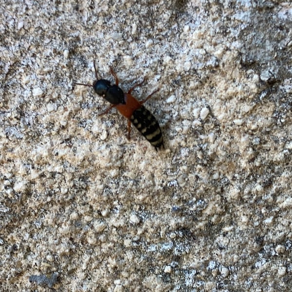 Platydracus stercorarius