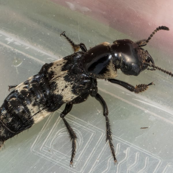 Creophilus maxillosus