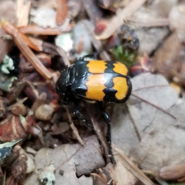 Nicrophorus
