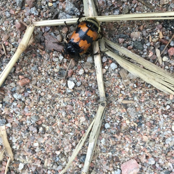 Nicrophorus investigator