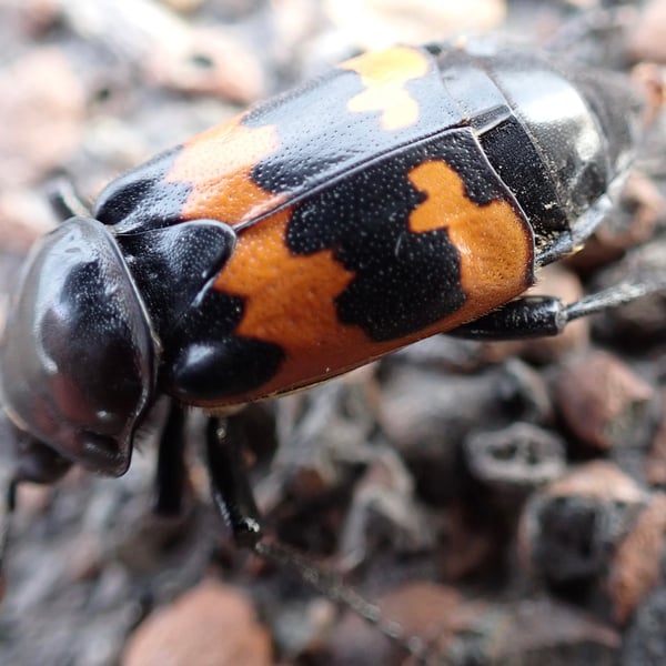 Nicrophorus marginatus