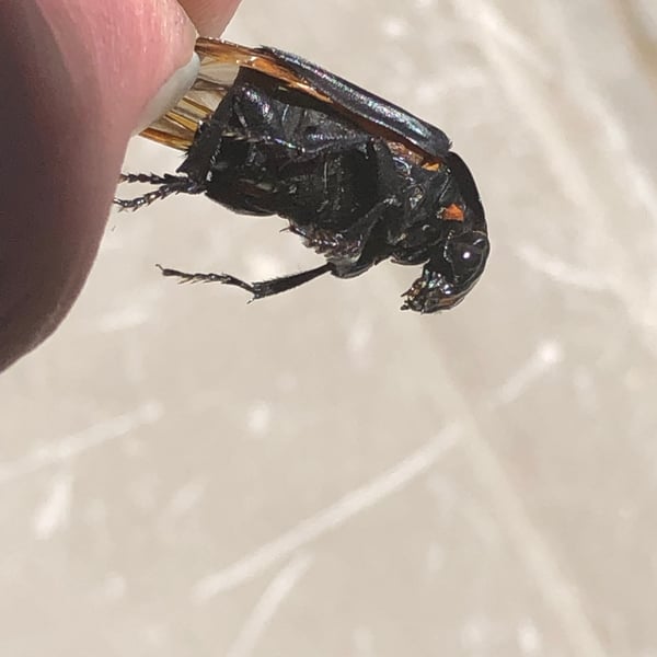 Nicrophorus nigrita