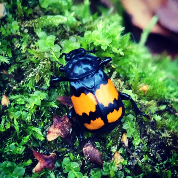 Nicrophorus vespilloides