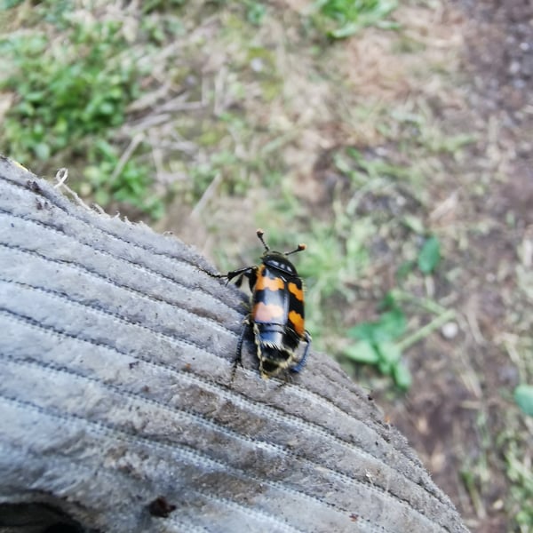 Nicrophorus vespillo