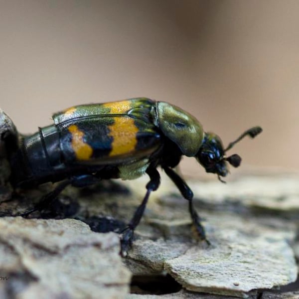 Nicrophorus tomentosus