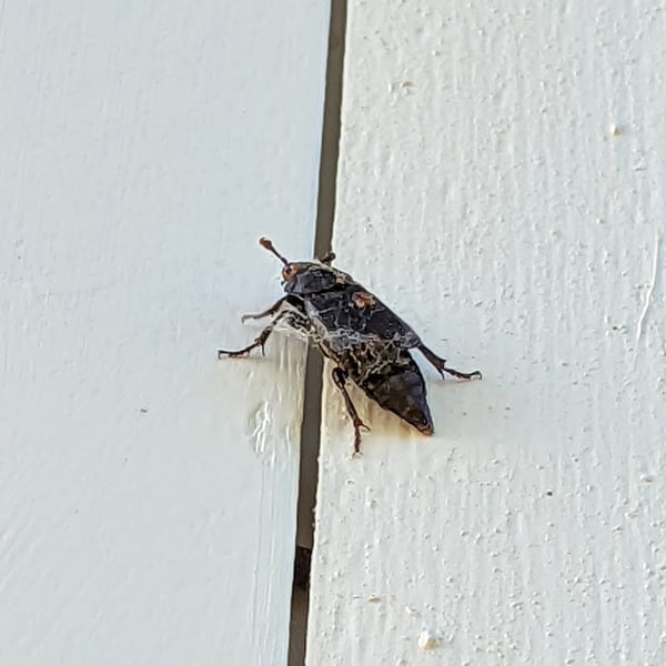 Nicrophorus pustulatus