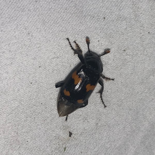 Nicrophorus sayi
