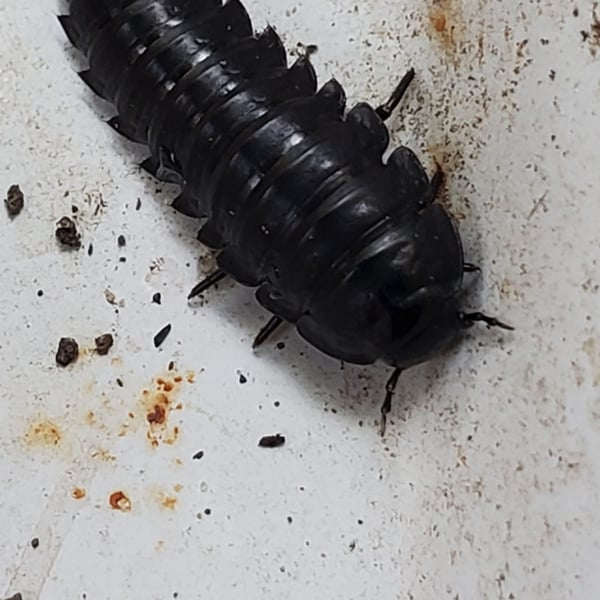 Oiceoptoma inaequale