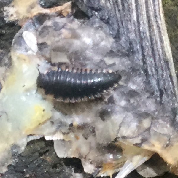 Oiceoptoma noveboracense