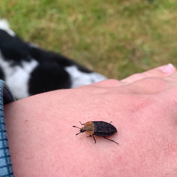 Oiceoptoma thoracicum