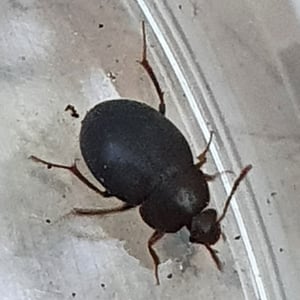 Insects Id: Round Fungus Beetles (Leiodidae)