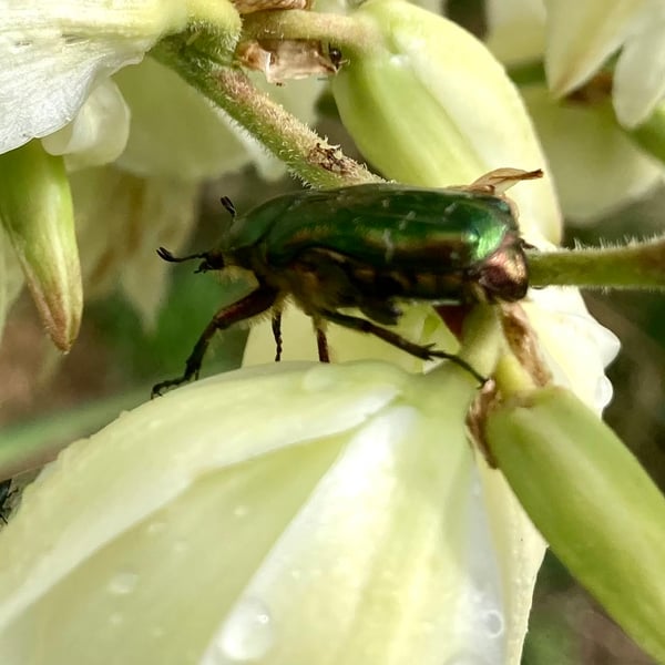 Scarabaeidae