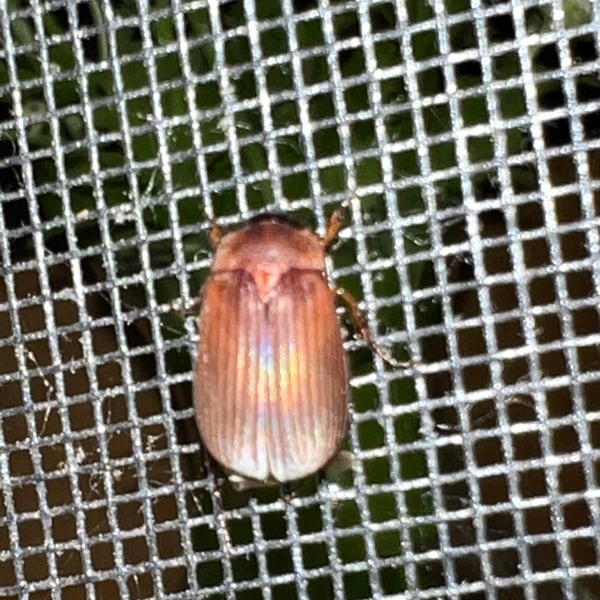 Maladera
