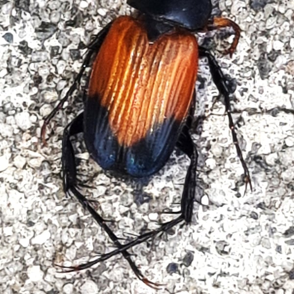 Phyllotocus