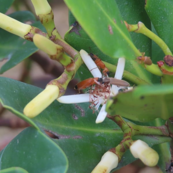 Phyllotocus macleayi