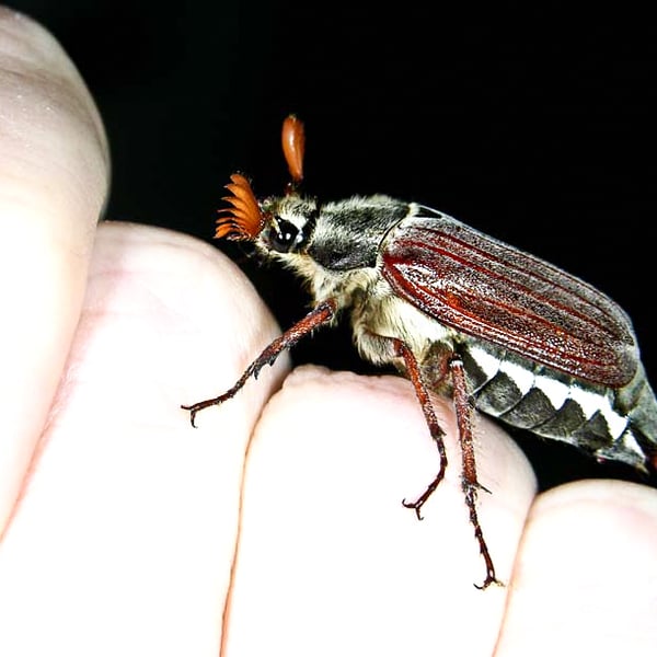 Melolontha melolontha
