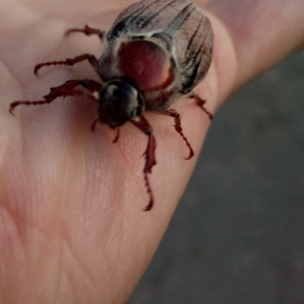 Melolontha hippocastani