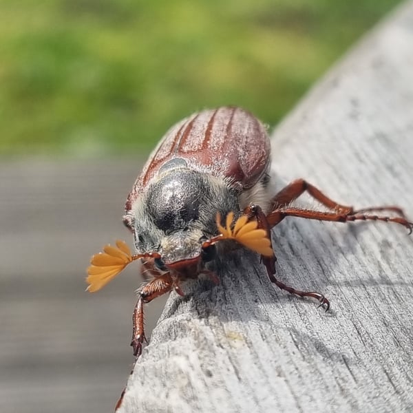 Melolontha melolontha