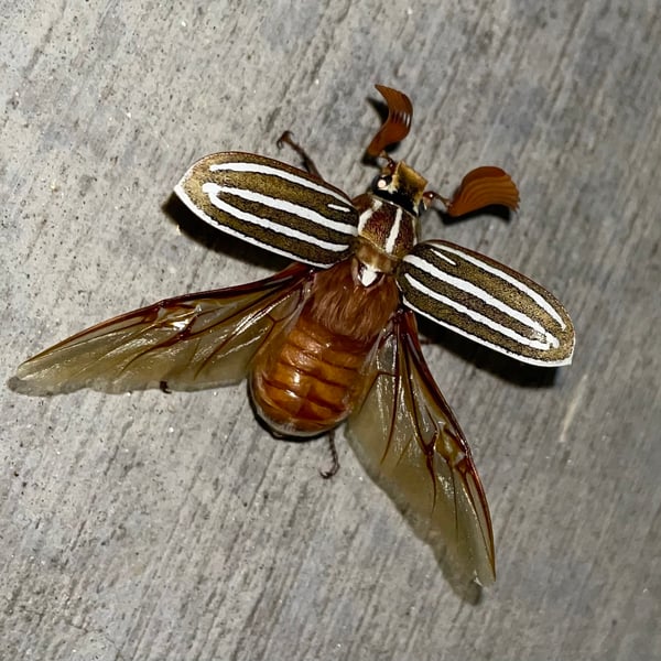 Polyphylla