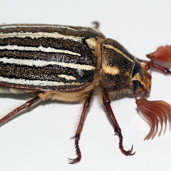 Polyphylla decemlineata