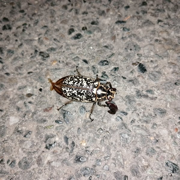 Polyphylla fullo
