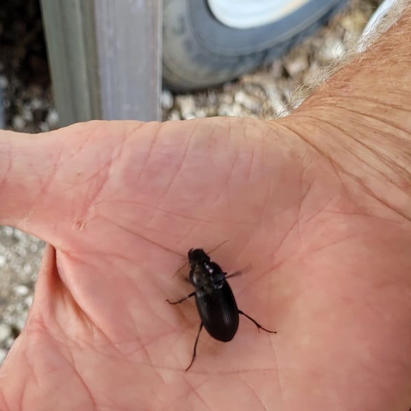 Phyllophaga cribrosa