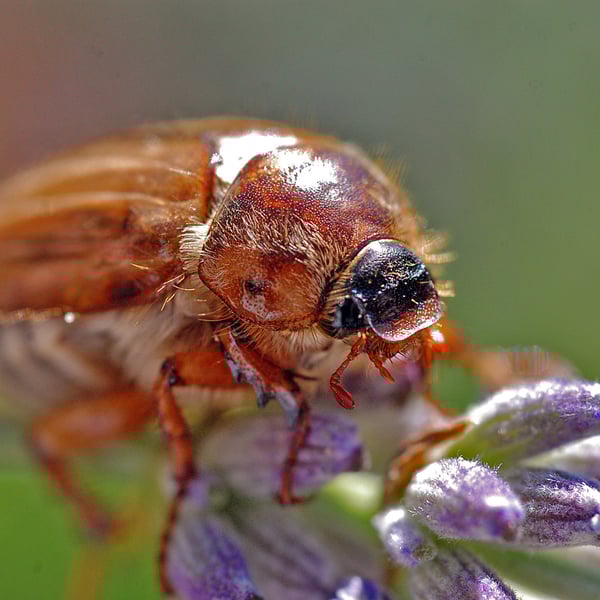 Amphimallon solstitiale