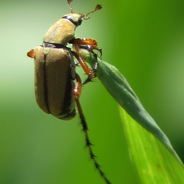 Macrodactylus subspinosus