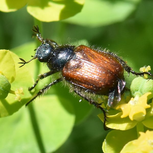Phyllopertha horticola