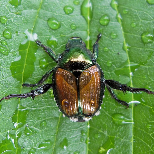 Popillia japonica