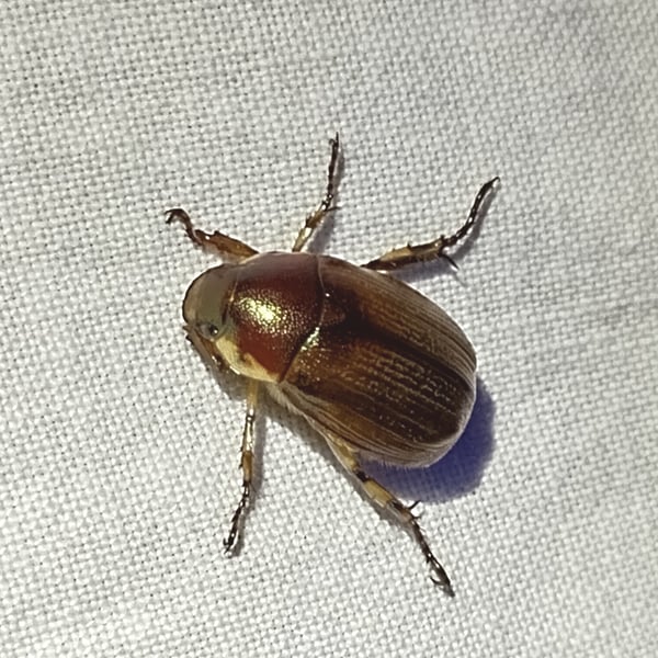 Callistethus marginatus