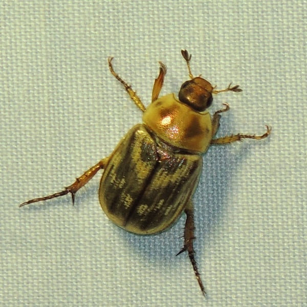 Exomala orientalis