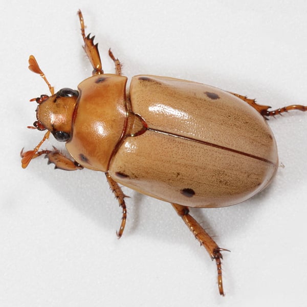 Pelidnota punctata