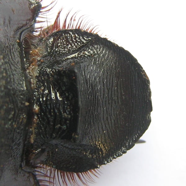 Heliocopris