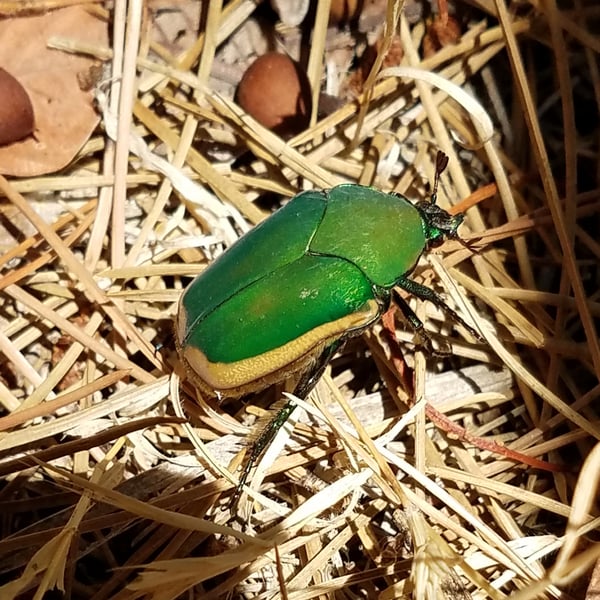 Cotinis mutabilis