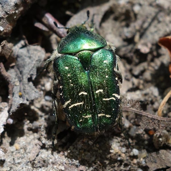 Cetonia aurata