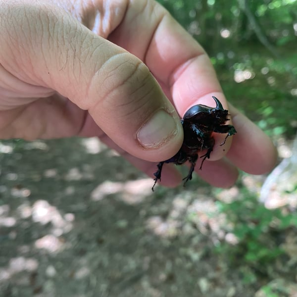 Xyloryctes jamaicensis