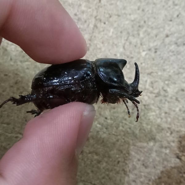 Xyloryctes thestalus
