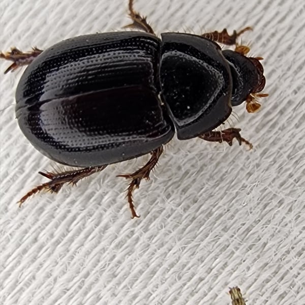 Hybosoridae