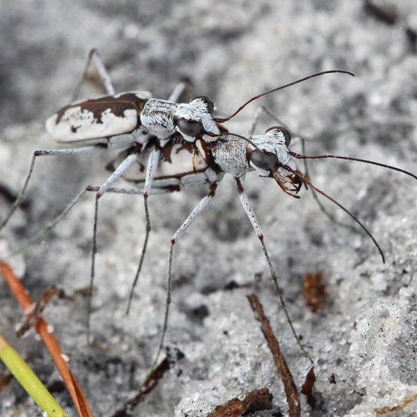 Carabidae