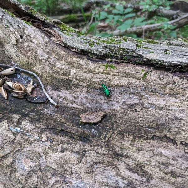 Cicindela