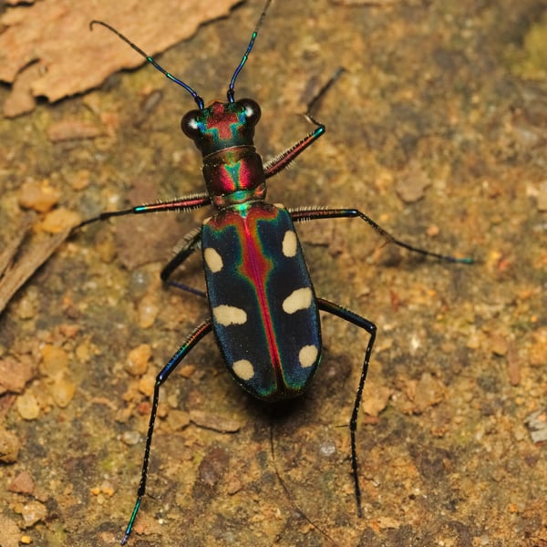 Cicindela aurulenta