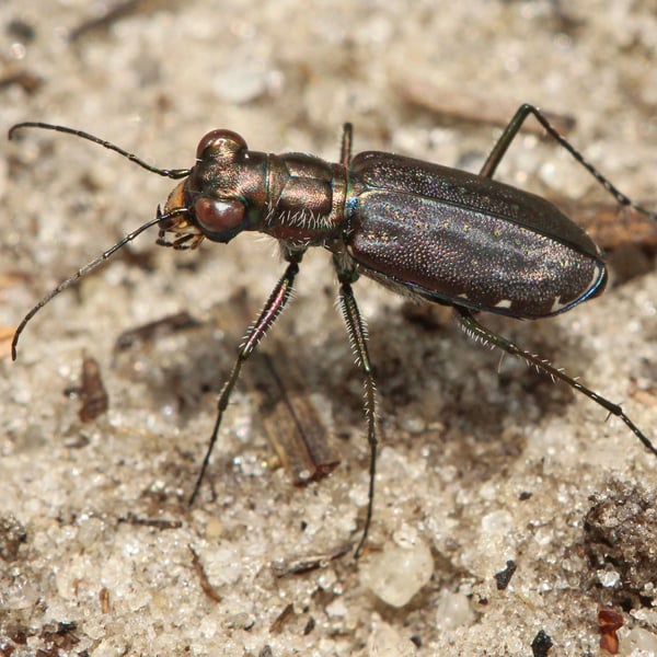 Cicindela punctulata
