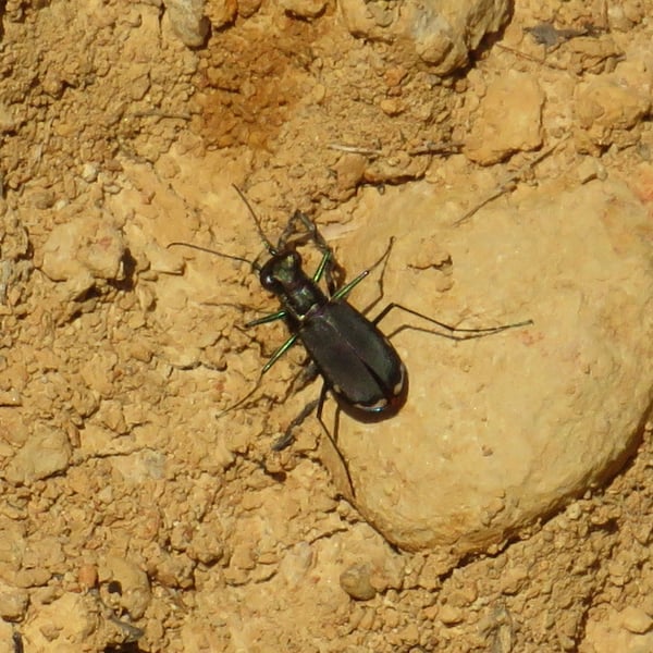 Cicindela rufiventris