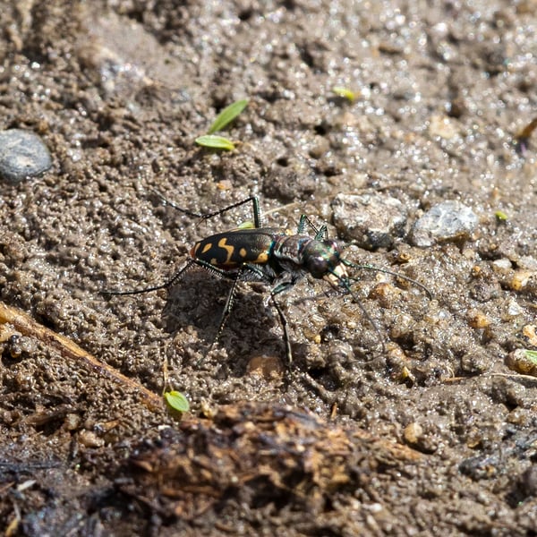 Cicindela haemorrhagica