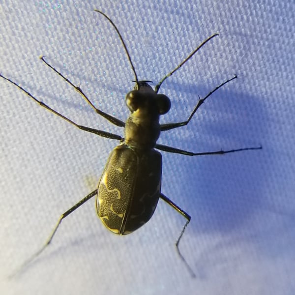 Cicindela trifasciata