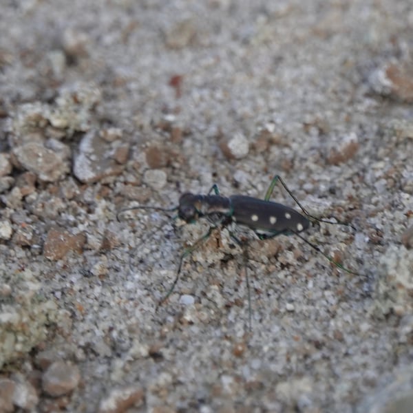 Cicindela ocellata