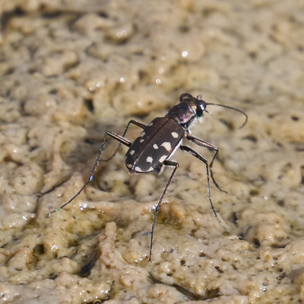 Cicindela sedecimpunctata