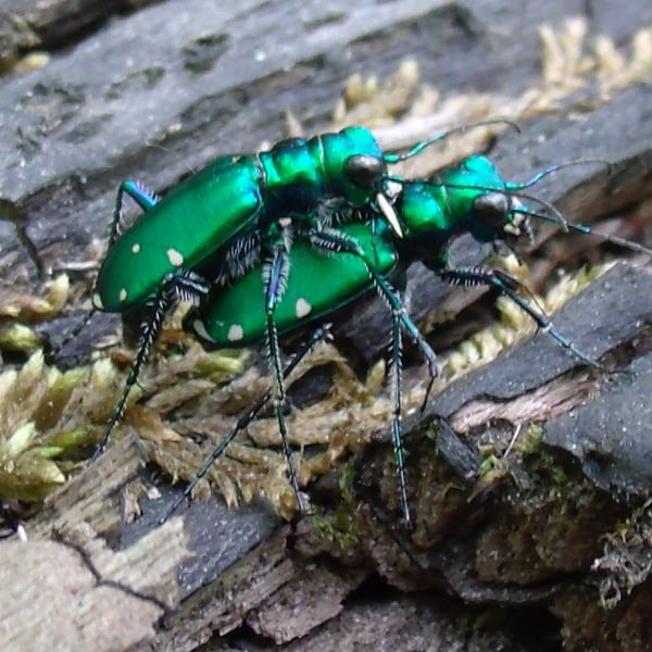 Cicindela sexguttata
